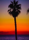Shilouette of palm tree against the last light of sunset