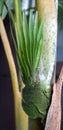 Palm shoots abnormality growth