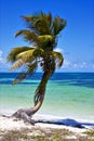 A palm in sian kaan lagoon mexico Royalty Free Stock Photo