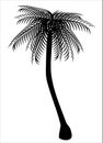 Palm silhouette