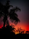 Palm silhouetted over Florida Homes