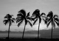Palm silhouettes Royalty Free Stock Photo