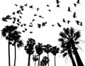 Palm silhouettes and birds black and white with contrast