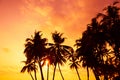 Palm silhouettes on ocean beach at sunset