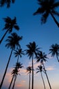 Palm silhouettes on sunset