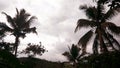 Palm Sillouette in The Morning Light