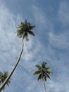 Palms and sky Royalty Free Stock Photo