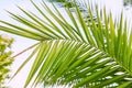 Palm sky Royalty Free Stock Photo