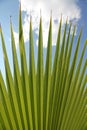 Palm & sky Royalty Free Stock Photo