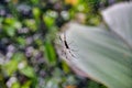 Palm Spider close-up Nephila inaurata. Royalty Free Stock Photo