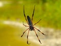 Palm spider on its web Royalty Free Stock Photo