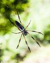 Palm spider Royalty Free Stock Photo