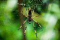 Palm Spider Royalty Free Stock Photo