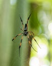 Palm spider in the Seychelles Royalty Free Stock Photo