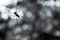 Palm spider of Seychelles Royalty Free Stock Photo