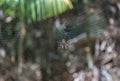 Palm spider in the web in the jungle Mahe Seychelles Royalty Free Stock Photo