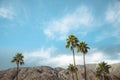 Palm Springs Vintage Movie Colony Palm Trees and Mountains