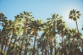 Palm Springs Vintage Movie Colony Palm Trees and Mountains