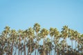 Palm Springs Vintage Movie Colony Palm Trees and Mountains