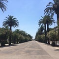 The palm street at San Benedetto del Tronto Royalty Free Stock Photo