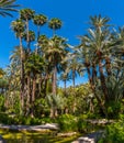 Palm and succulent garden Huerto del Cura in Elche, Spain Royalty Free Stock Photo