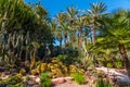 Palm and succulent garden Huerto del Cura in Elche, Spain Royalty Free Stock Photo