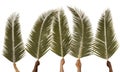 Palm Sunday Royalty Free Stock Photo