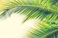 Palm Sunday background with green tropical tree leaves against natural summer or spring sky Royalty Free Stock Photo