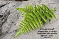 Palm Sunday concept with bible verse quote - Hosanna. Blessed is He who comes in the name of the Lord. John 12:13.