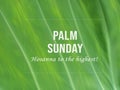 Palm Sunday. Hosanna to the highest. Happy Palm Sunday concept and sign on closeup of taro green leaf texture background.