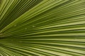 Palm Sunday Leaf