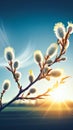 Palm Sunday Morning.Soft Willow branches in sun lights Royalty Free Stock Photo