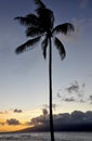 Palm at sunset