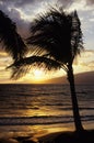 Palm at sunset on Maui, Hawaii Royalty Free Stock Photo