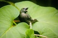Palm Tanager Royalty Free Stock Photo