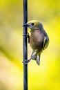 Palm tanager close up portrait outdoors