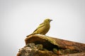 Palm tanager, Caraca Natural Park, Minas Gerais, Brazil