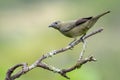 Palm tanager perched on some dry branches with a nice background Royalty Free Stock Photo