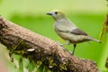 Palm Tanager posing