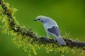 Palm Tanager sitting on beautiful mossy branch with clear background. Beautiful bird from Costa Rica. Birdwatching in South