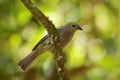 Palm Tanager