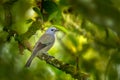 Palm Tanager, Thraupis palmarum, bird in the green forest habitat, Costa Rica. Dark green forest with bird. Tanager in the nature Royalty Free Stock Photo