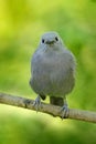 Palm Tanager, Thraupis palmarum, bird in the green forest habitat, Costa Rica. Dark green forest, tanager in the nature habitat.