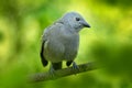 Palm Tanager, Thraupis palmarum, bird in the green forest habitat, Costa Rica. Dark green forest, tanager in the nature habitat. Royalty Free Stock Photo