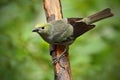Palm Tanager, Thraupis palmarum, bird in the green forest habitat sitting on the branch Costa Rica Royalty Free Stock Photo