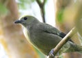 Palm Tanager Thraupis palmarum