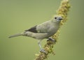 Palm Tanager Thraupis palmarum, Costa Rica