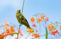 Tropical bird, Palm Tanager perched on a branch with a background of blue sky and orange flowers.