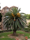 Palm in Thessaloniki