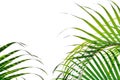 Palm thickets, leaves, bushes isolated on white background.